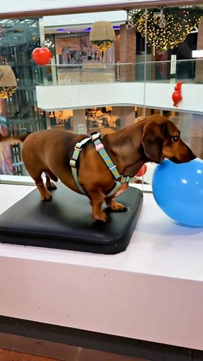 24K views · 314 reactions | Ordinary days, interesting life! #daily #funny #foreignersreallyknowhowtoha #Daily #FunnyCreative #comedy #cartoon #Ready #explore #explorepage #trending #viral #reels #reelsfypシ | Hindusingh Khadeda | Facebook