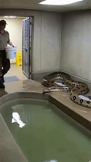 @sora_trans on Instagram: "💀🗿 日本利用压电瓷砖将脚步转化为电能。这些瓷砖捕捉来自你脚步的动能。当你行走时，你的重量和动作会对瓷砖产生压力。瓷砖会轻微弯曲，从而产生机械应力。瓷砖内部的压电材料将这种应力转化为电能。每一步都会产生少量电荷，而数百万步结合在一起就能产生足够的电力来驱动 LED 灯、数字显示屏和传感器。在像涩谷车站这样繁忙的地方，每天大约有 240 万个脚步为这一系统作出贡献。这些电能可以被储存或立即使用，从而减少对传统电力来源的依赖，并支持可持续的城市基础设施。这种方法将日常运动转化为实用的可再生能源 #日本 #知识 #事实 #你知道吗 #推荐 科技 创新 历史 技术 实验 热门"