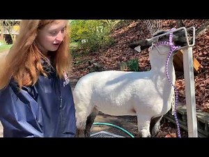 Extreme Makeover - Lamb Edition Washing and Slick Shearing