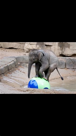 This GORGEOUS Beast Owns Spring Break Zoo Chaos! 🐅🚂☀️😍 #zooadventures #shorts ‪@stlzootube‬