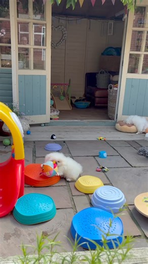 15K views · 1.2K reactions | Chilled puppies | Biggiwigs Pekingese | Facebook