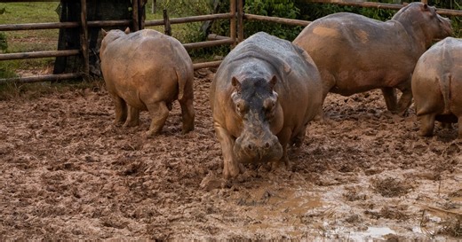 Colombia to control hippo population through euthanasia
