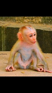 Leo called mom. | Monkey Time