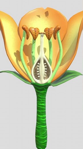 Sexual Reproduction in Flowering Plants