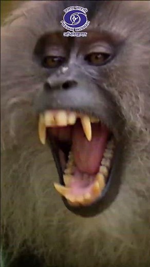 World Wildlife Day | Protect Wildlife Today, Preserve Life Tomorrow