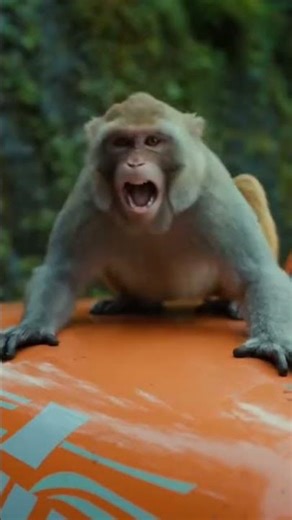 The Monkey That Used a Road Sign as a Lifeline