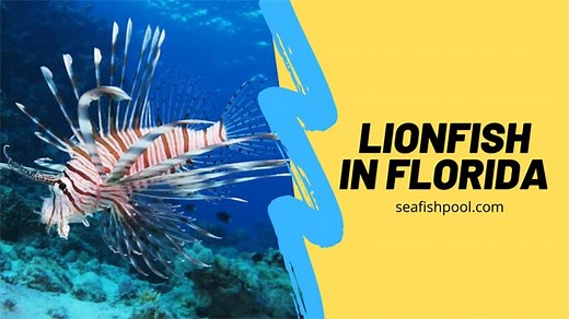 Lionfish in Florida Facts: Florida's Answer to Invasive Lionfish - SeaFish