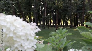 White Hydrangea arborescens Annabelle in summer. Smooth hydrangea flowers blooming in spring and summer in the garden, Hydrangea arborescens. Hydrangea macrophylla is a beautiful flower bush.