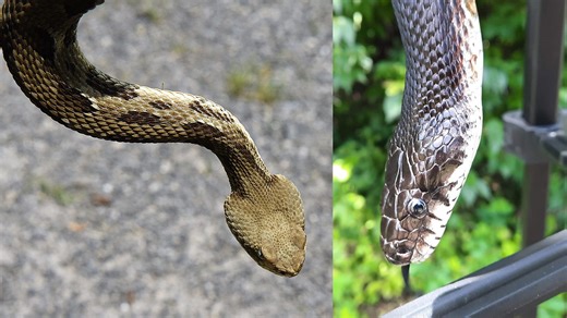What is Vermont's largest snake? Here's how long it can grow, what it looks like