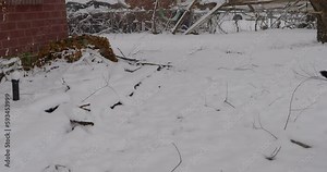 Snowing on first day of spring throwing toy ball with black lab dane labradane dog thrown from center of frame - in Cinema 4k half speed at 30fps.