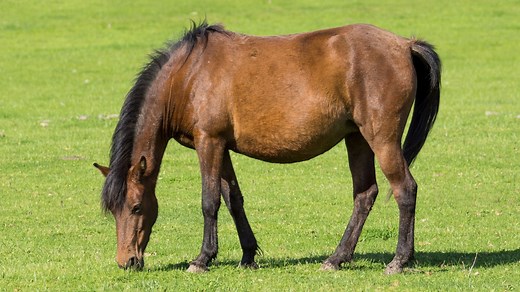 What Is The Oldest A Horse Can Breed? Mares And Stallions