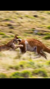 11K views · 167 reactions | Puma hunt guanaco. Don't forget to like it #trendingreels #reelsfypシ #fbreels #viralreelsシ #reelsviralシ #reelsvideoシ #wildlife #lions #amazinganimals #wildanimals | Updy Hunter Weyye | Facebook