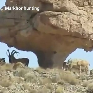 Ibex | Markhor Hunting