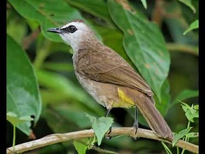 SUARA MEMIKAT BURUNG MERBAH 2021