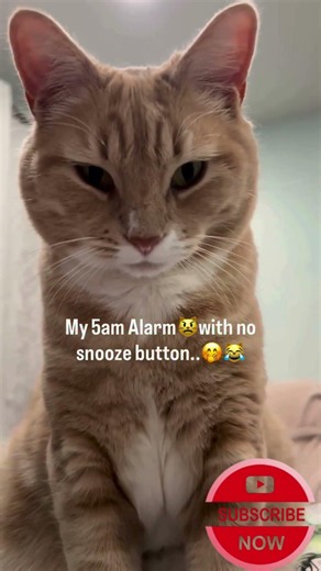 My 5am Alarm with no snooze button