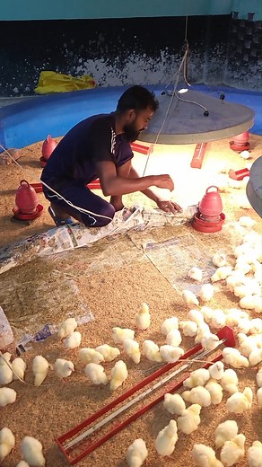 🐔 Busy working hours at the farm in the morning!🐥🐥 #FarmingLife #বাংলাদেশ #fblifestyle #villagelife #PoultryFarming #shorts | Farming Life 2