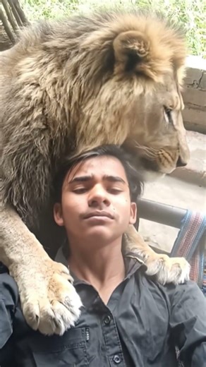 lion 🦁 King 👑 Sher 🦁 viral video viral short #lion #boy #trending #youtubeshorts #viral