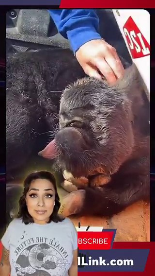 🚨 Something is OFF… and this video is raising questions 👁️🐄Are things getting… weird lately?Like the universe is trying to tell us something… or are we witnessing experiments we’re not supposed to see yet?This footage, posted by Creekside Vet, shows something truly shocking. One of their client’s Angus cows gave birth to a cyclops calf… yes, a single eye in the center of its face.Now here’s where it gets even stranger…This condition is called Cyclopia. It’s a rare genetic mutation that happen