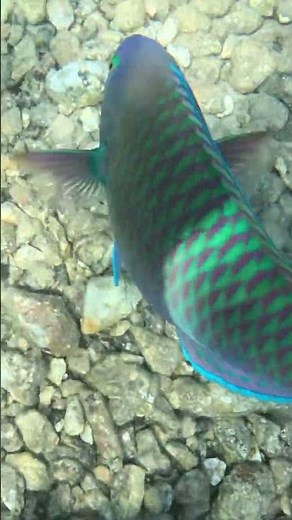 Calm and Colorful — Parrotfish Swimming Gently Through the Reef 🐠🌊💫