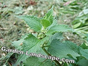 Care of the garden: Nettle - an environmentally friendly fertilizer | 2025