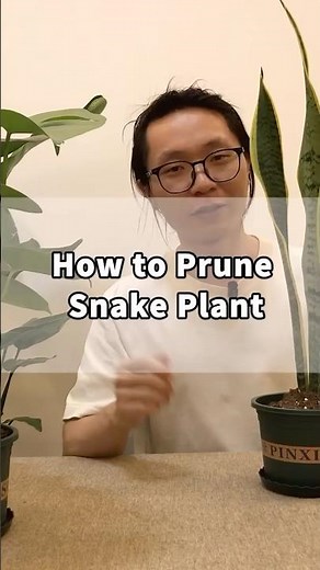 How to Prune Snake Plant