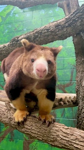 Libby is munching on some pineapple! 🍍🥰 | San Antonio Zoo