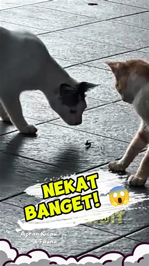 White Cat VS Wasp: The Ending Will Shock You! 🐝🤣 k#cutecat #catvideo