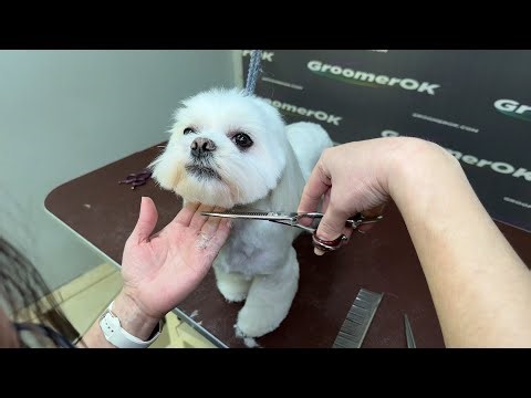 Maltese Grooming: Before & After! ✨