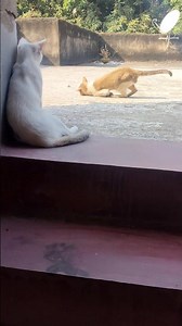 "Two Cute Cats Playing Together 😺💛 | Most Adorable Cat Fun Moment!"