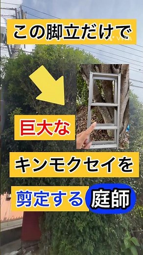 巨大な金木犀を安全に剪定する力量を培う