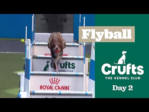 Flyball Competition - Last 16 | Crufts 2025