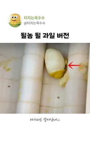 🌽레몬중의 1황, 살 레몬 살🍋