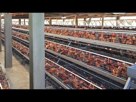 Master Poultry Farming: Feed Formulation, Chicken House Design, and Quality Breeds