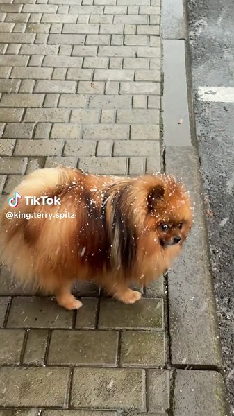 Відео користувача king.terry.spitz (@king.terry.spitz) з композицією «The Michael Jackson Should Be Banned Song - Beachfront Vinny»