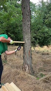 DIY tree bar at the forest | Peaceful Century