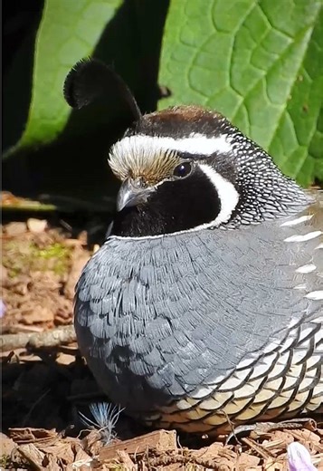 California Quail: Sounds and Habitats Explored