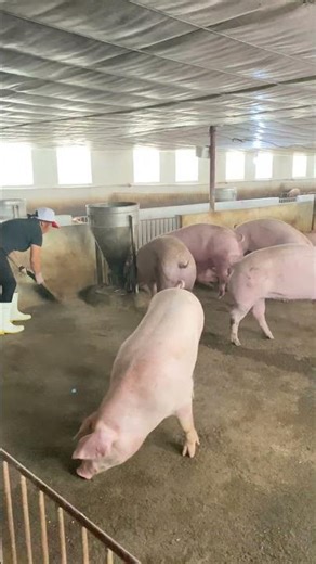 Cleaning a Pig Pen Is No Joke! 😬🧹