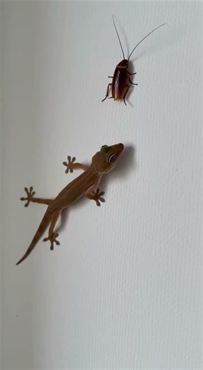 Gecko vs Cockroach #geckovscockroach