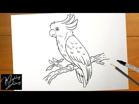 How to Draw a Cockatoo Bird Easy Step by Step