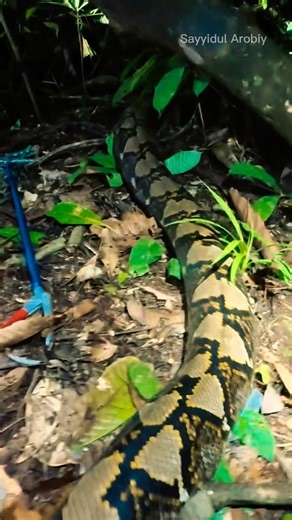 Ular python raksasa di permukiman warga