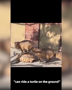 Come Befriend a Capybara | Capybara Go