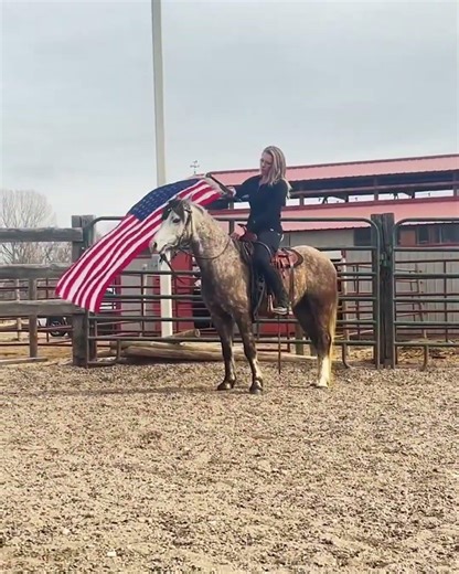 For Sale | Grey Welsh Pony Gelding | Consigned to Thehorsebay.com