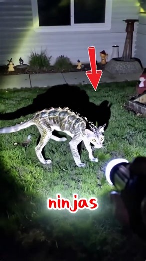 These Cats Are REAL Ninjas 😱