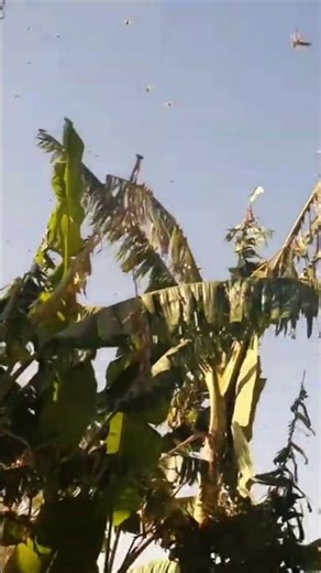 메뚜기 떼, 실제 자연 속 모습 Locust Swarms, The Reality in Nature バッタの群れ：自然のリアルな姿 #shorts