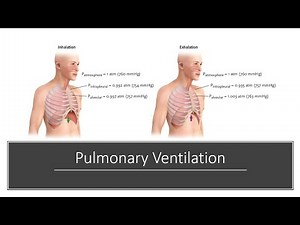Pulmonary Ventilation