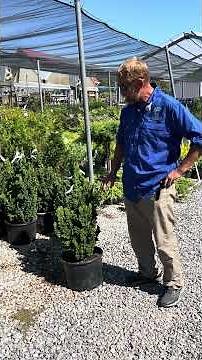 Why Primo Arborvitae is the Ultimate Evergreen 🌲 | Gabe’s Garden Tips