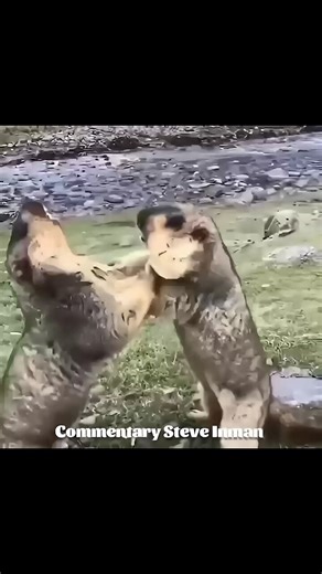 Weekly Top 5 Animal Videos