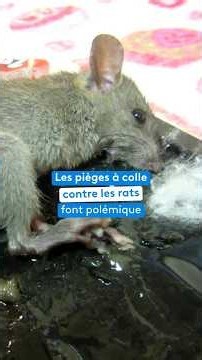 Les pièges à colle contre les rats font polémique