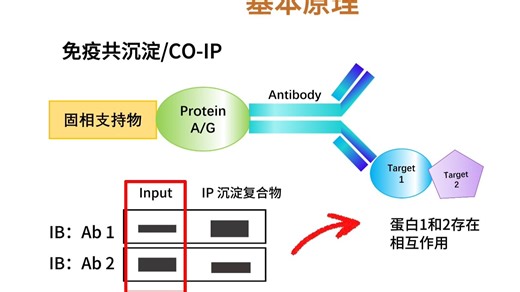 IP与Co-IP的技术原理和结果分析