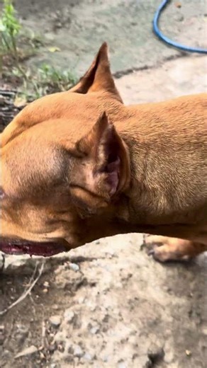 American Cute Dog #pitmonsters